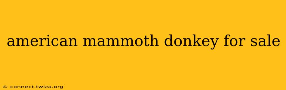 american mammoth donkey for sale