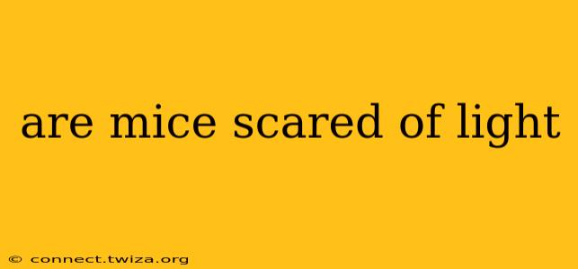 are mice scared of light