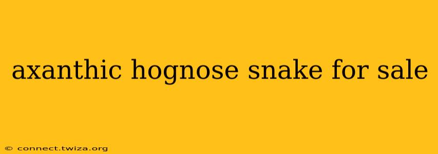 axanthic hognose snake for sale