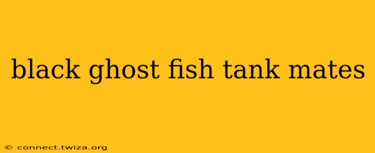 black ghost fish tank mates