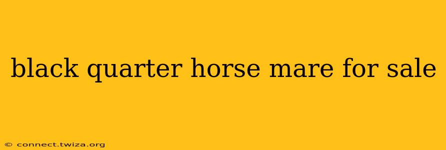 black quarter horse mare for sale