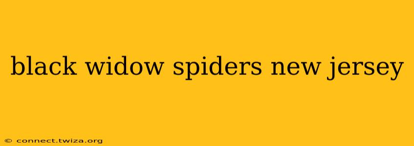 black widow spiders new jersey