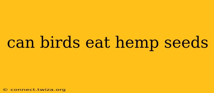 can birds eat hemp seeds