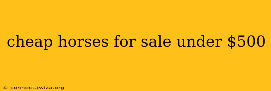 cheap horses for sale under $500