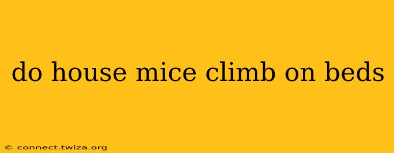 do house mice climb on beds