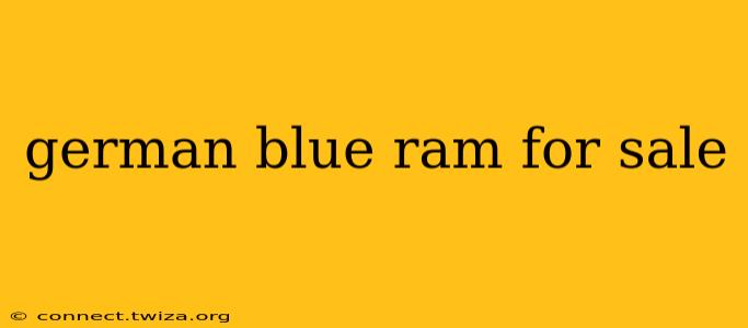 german blue ram for sale