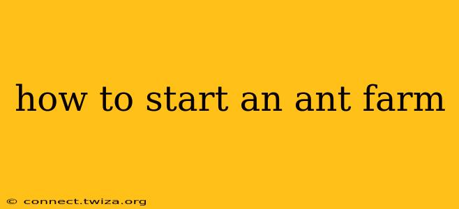 how to start an ant farm