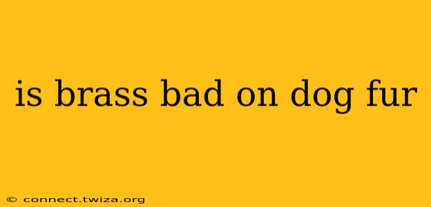 is brass bad on dog fur