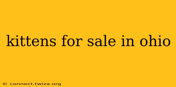 kittens for sale in ohio
