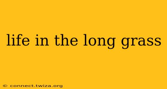 life in the long grass