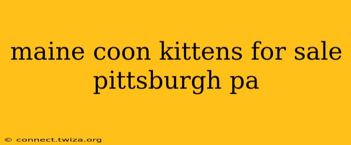 maine coon kittens for sale pittsburgh pa