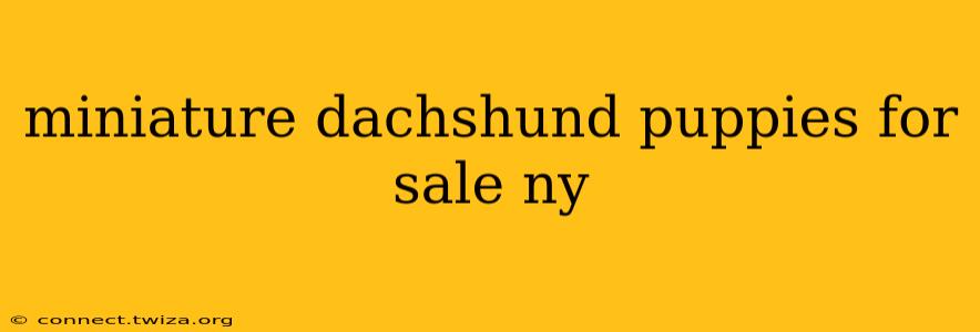miniature dachshund puppies for sale ny
