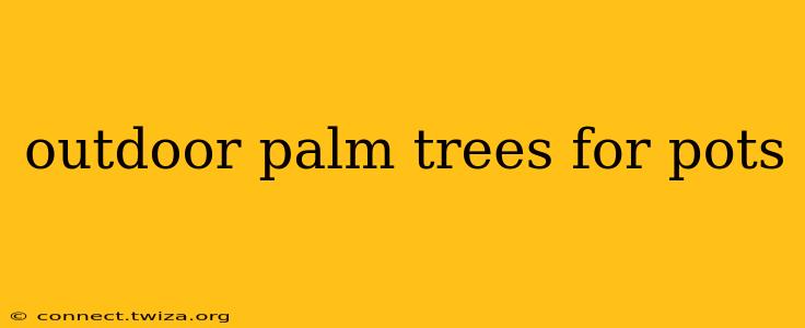 outdoor palm trees for pots