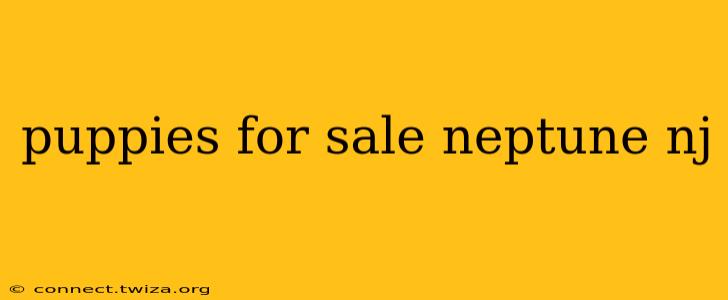 puppies for sale neptune nj