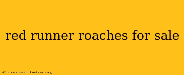 red runner roaches for sale