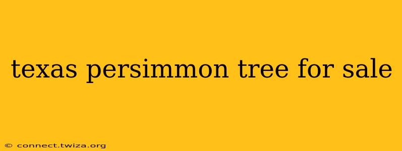 texas persimmon tree for sale