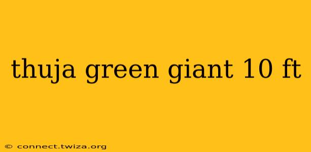 thuja green giant 10 ft
