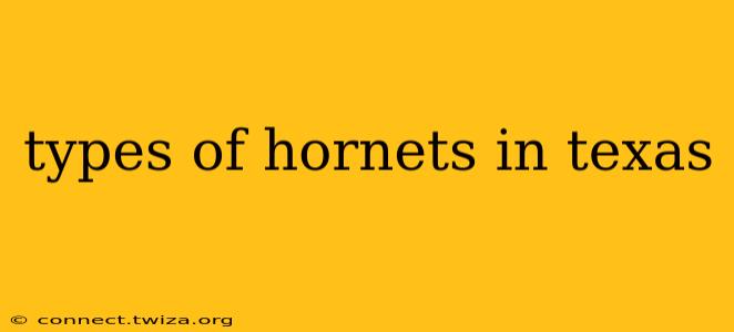 types of hornets in texas