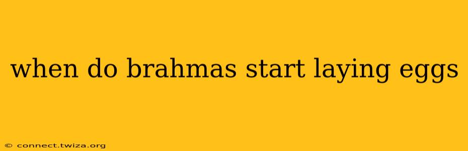 when do brahmas start laying eggs