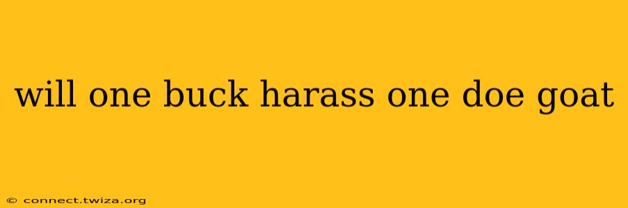 will one buck harass one doe goat