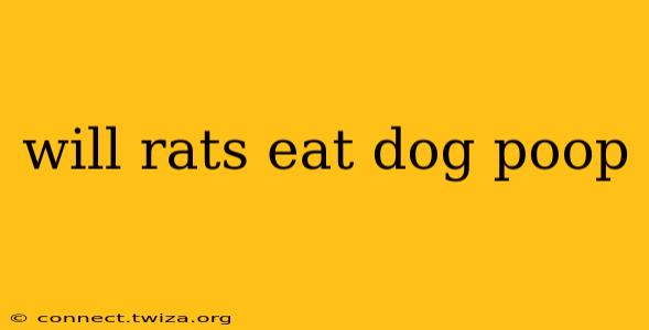 will rats eat dog poop